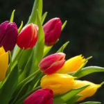 11 Awesome And Beautiful Flowers Pictures