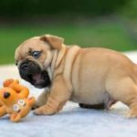 11 Awesome And Cute Animals To Adore And Love
