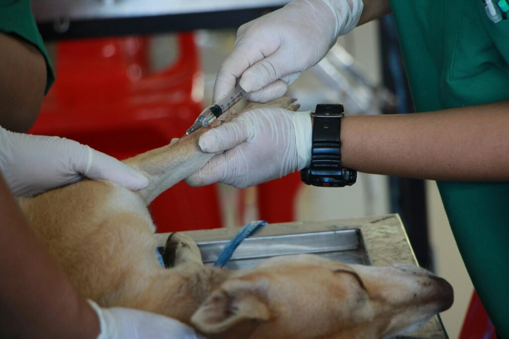 Important Things to Do Before Reaching an Emergency Vet Clinic in Dubai